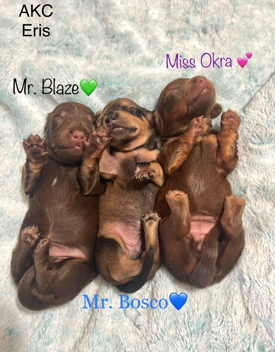 Mini Dachshund Puppies 785-821-192 breeder image 38