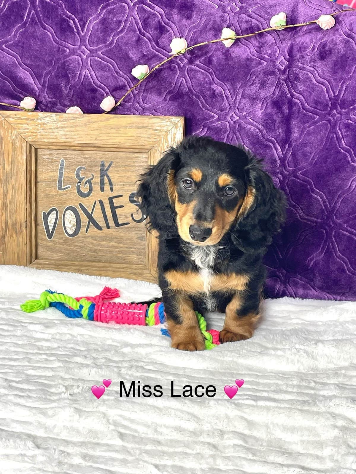 Mini Dachshund Puppies 785-821-192 breeder image 39