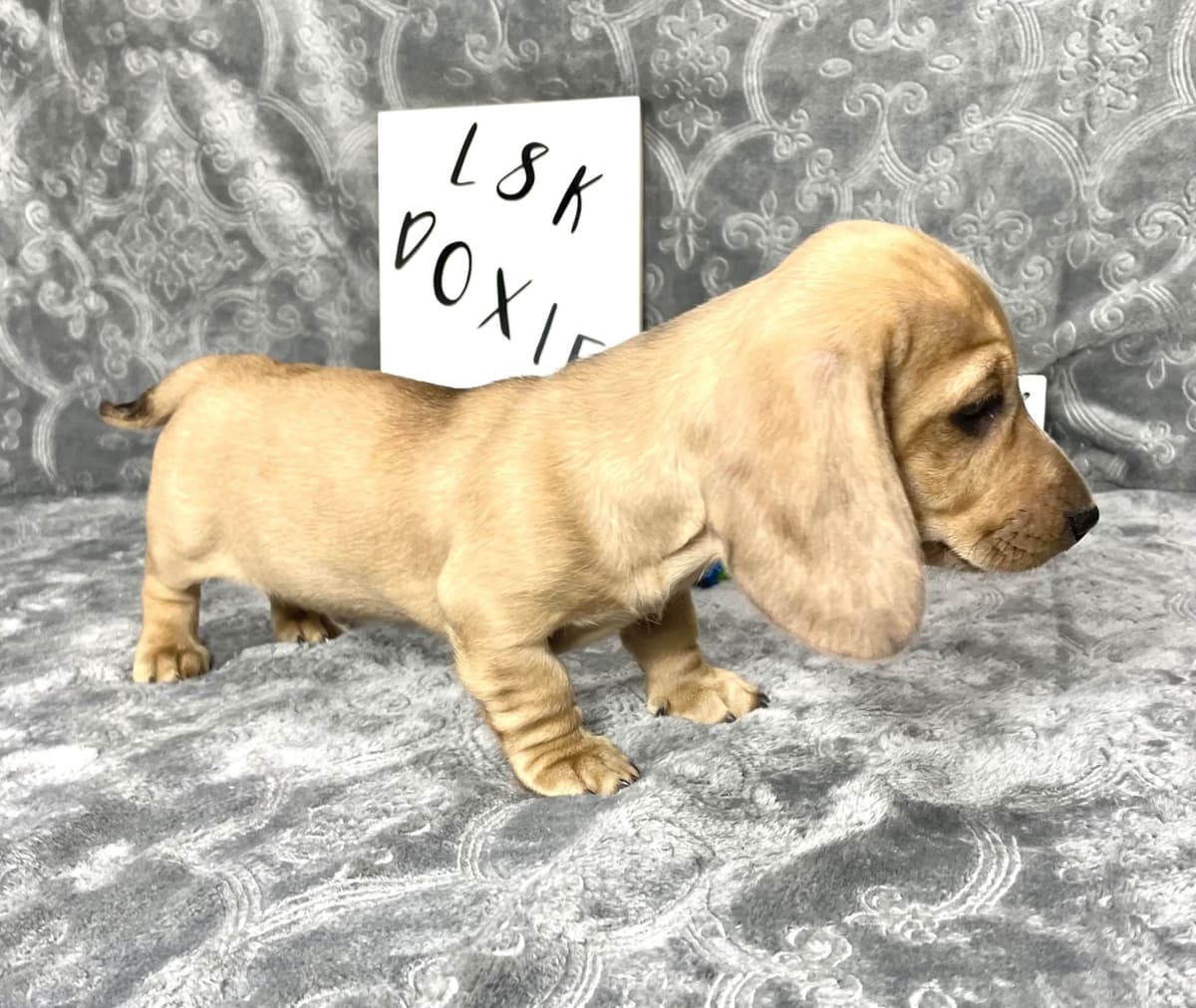 Mini Dachshund Puppies 785-821-192 breeder image 40