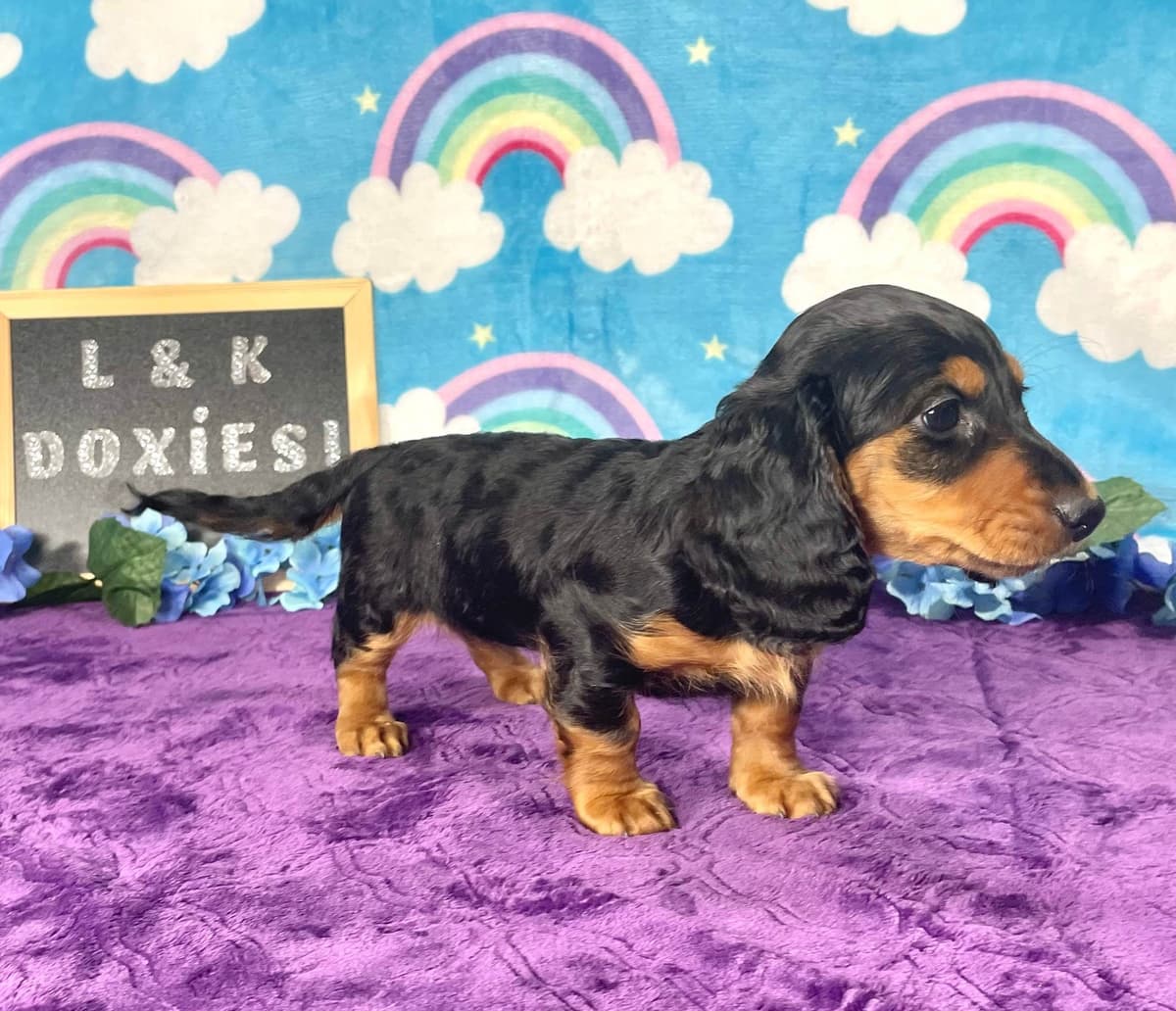 Mini Dachshund Puppies 785-821-192 breeder image 43