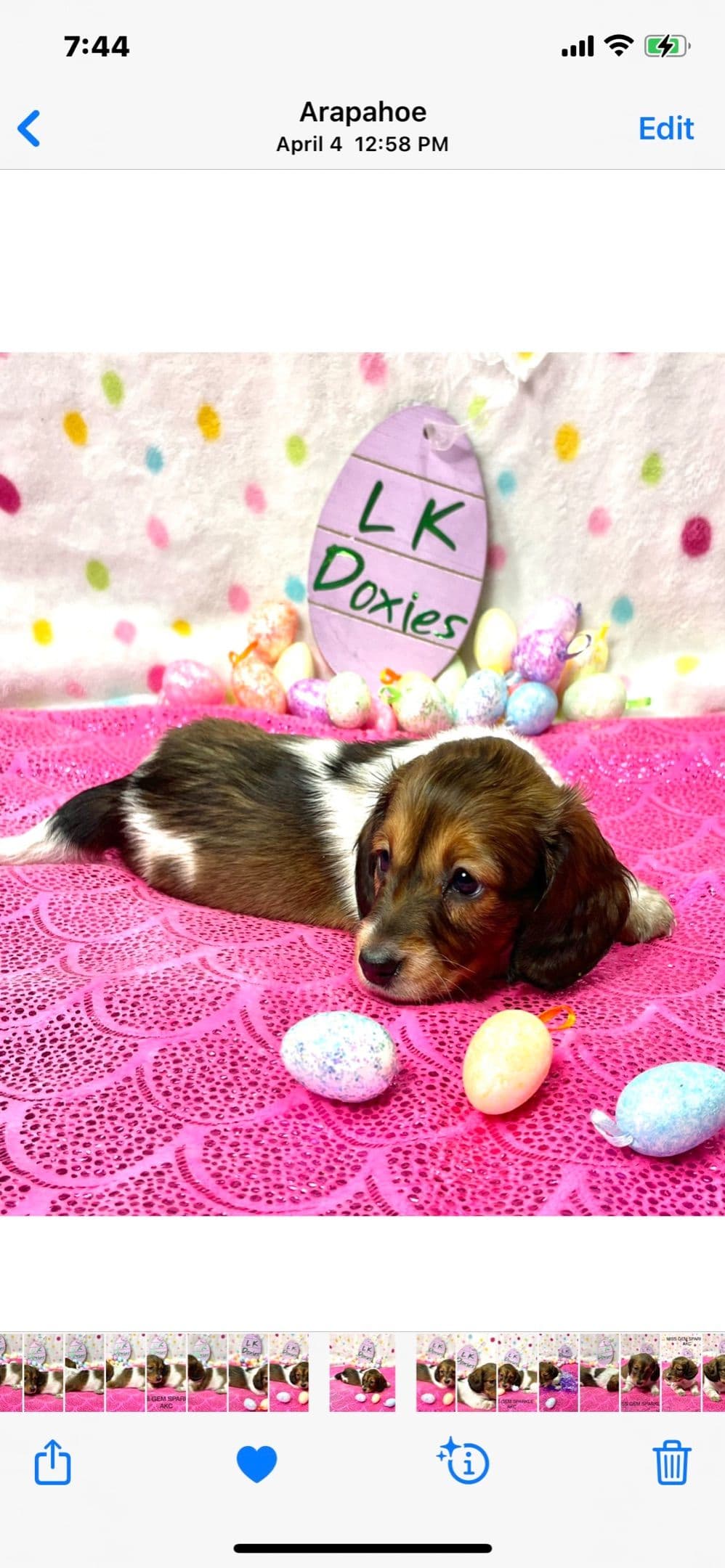 Mini Dachshund Puppies 785-821-192 breeder image 41