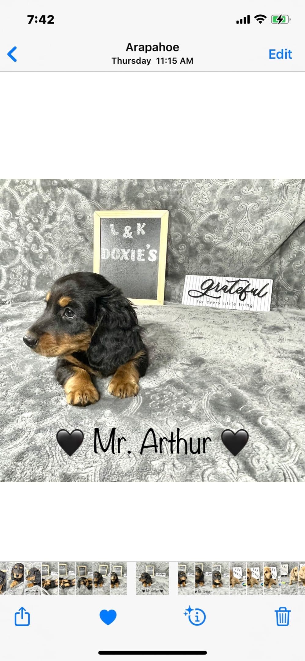 Mini Dachshund Puppies 785-821-192 breeder image 44