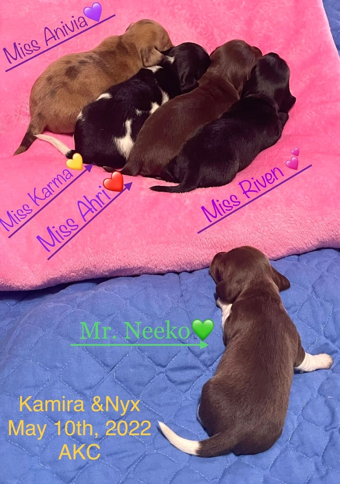 Mini Dachshund Puppies 785-821-192 breeder image 45
