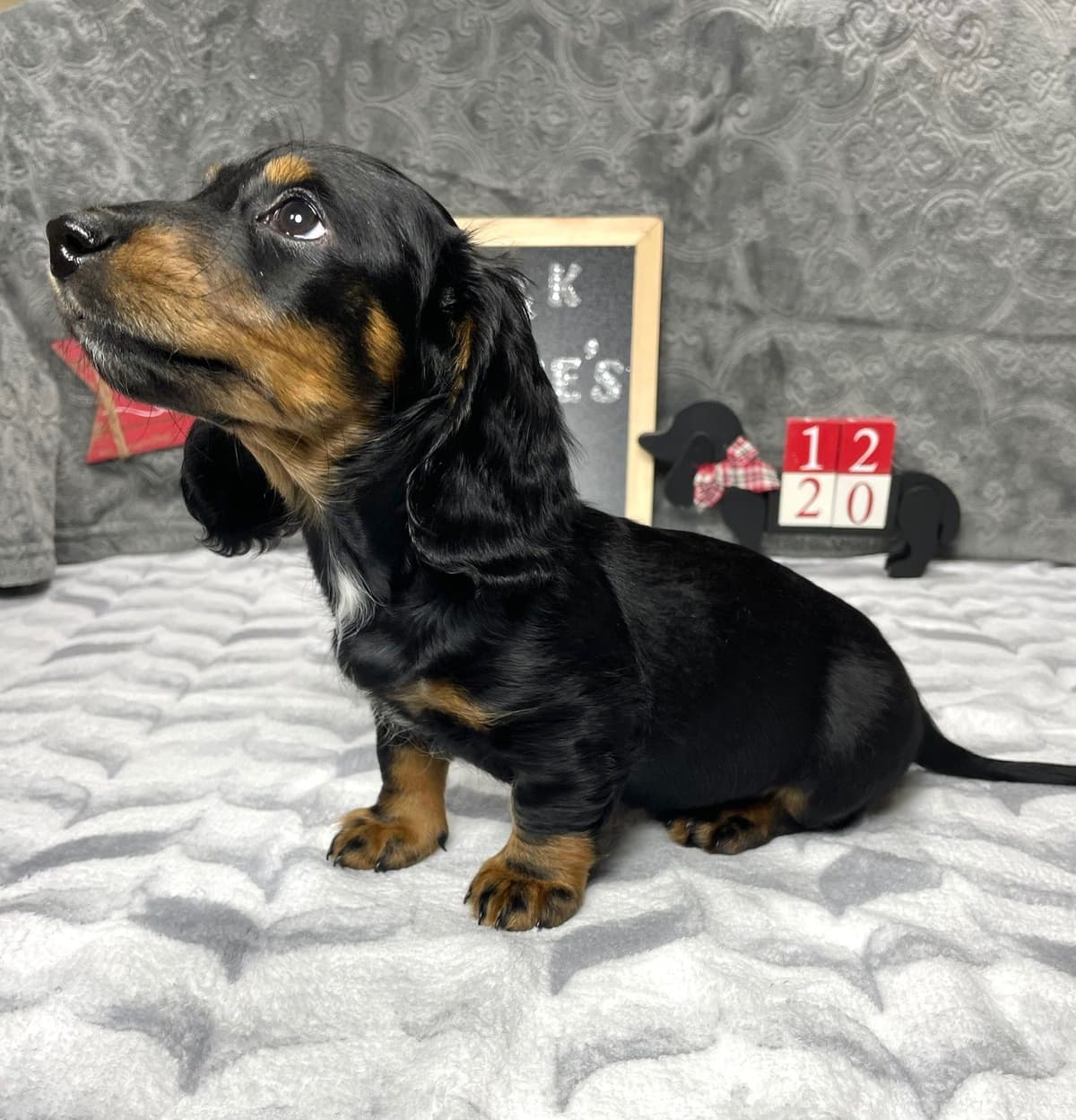 Mini Dachshund Puppies 785-821-192 breeder image 46