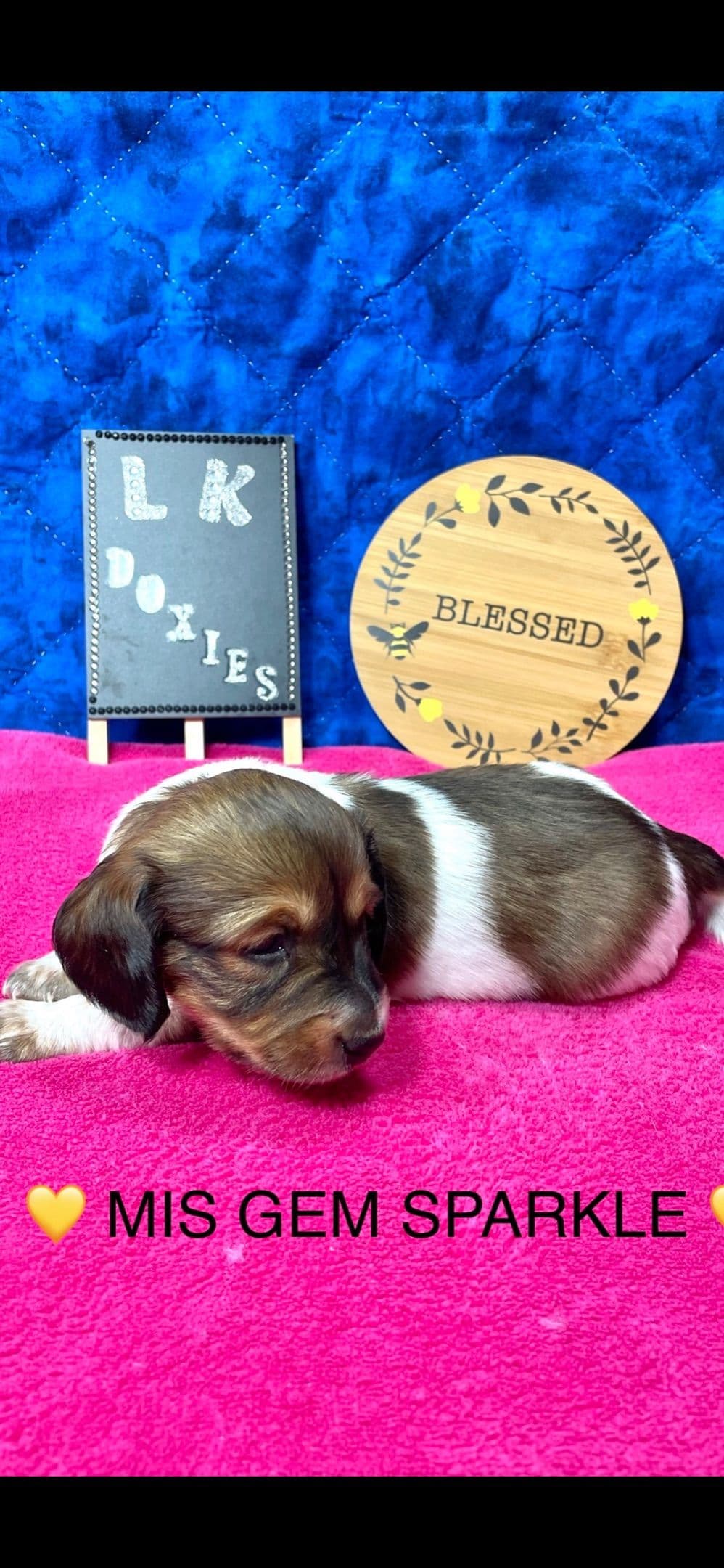 Mini Dachshund Puppies 785-821-192 breeder image 47