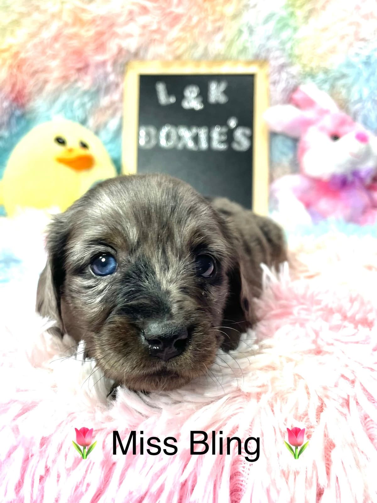 Mini Dachshund Puppies 785-821-192 breeder image 48