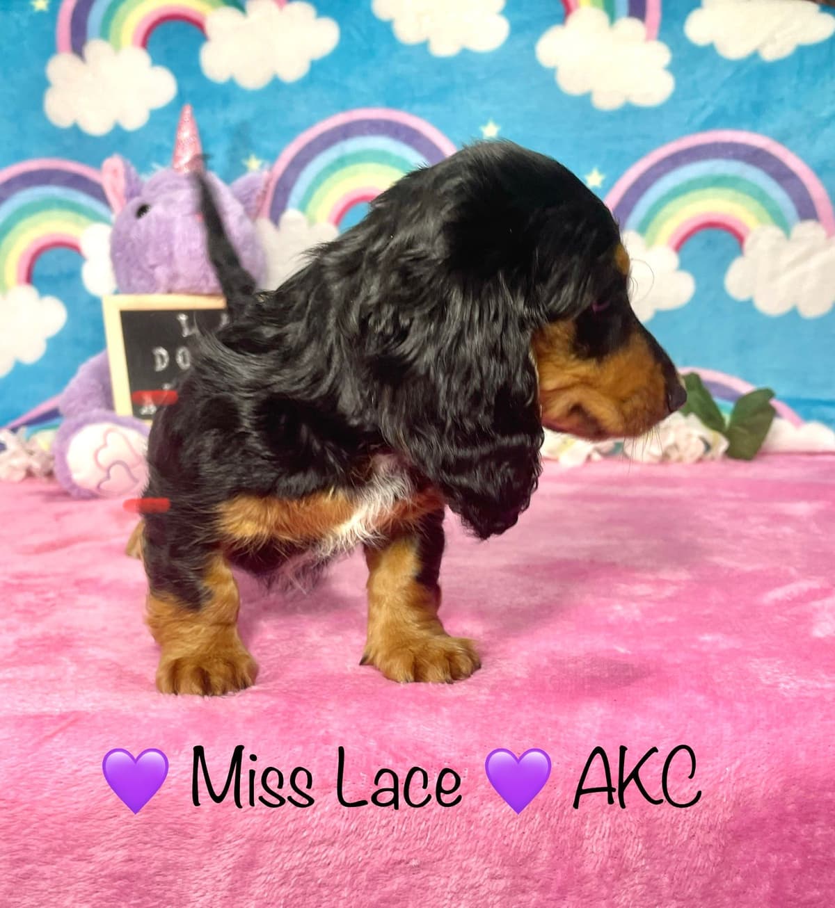 Mini Dachshund Puppies 785-821-192 breeder image 49