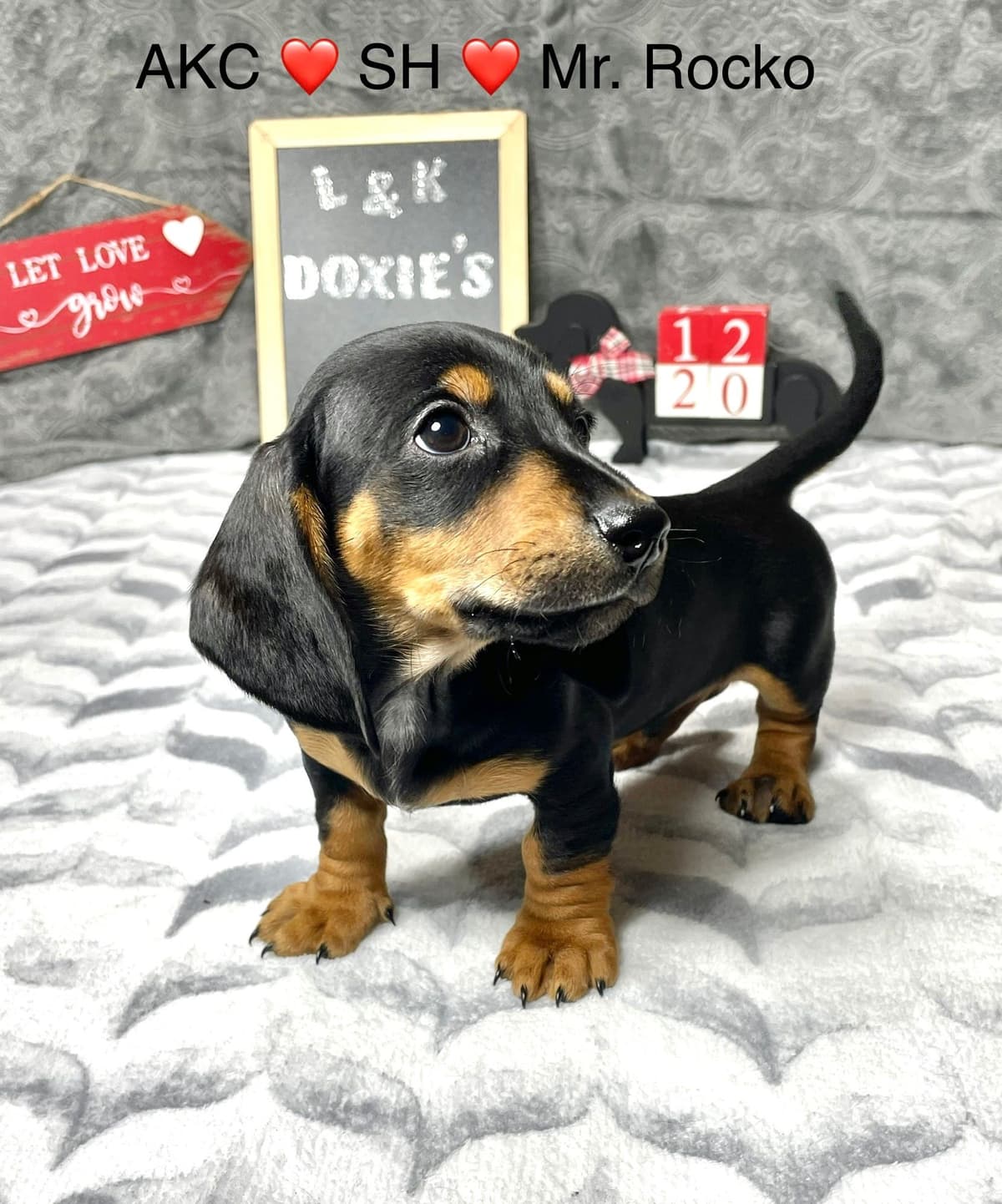 Mini Dachshund Puppies 785-821-192 breeder image 50