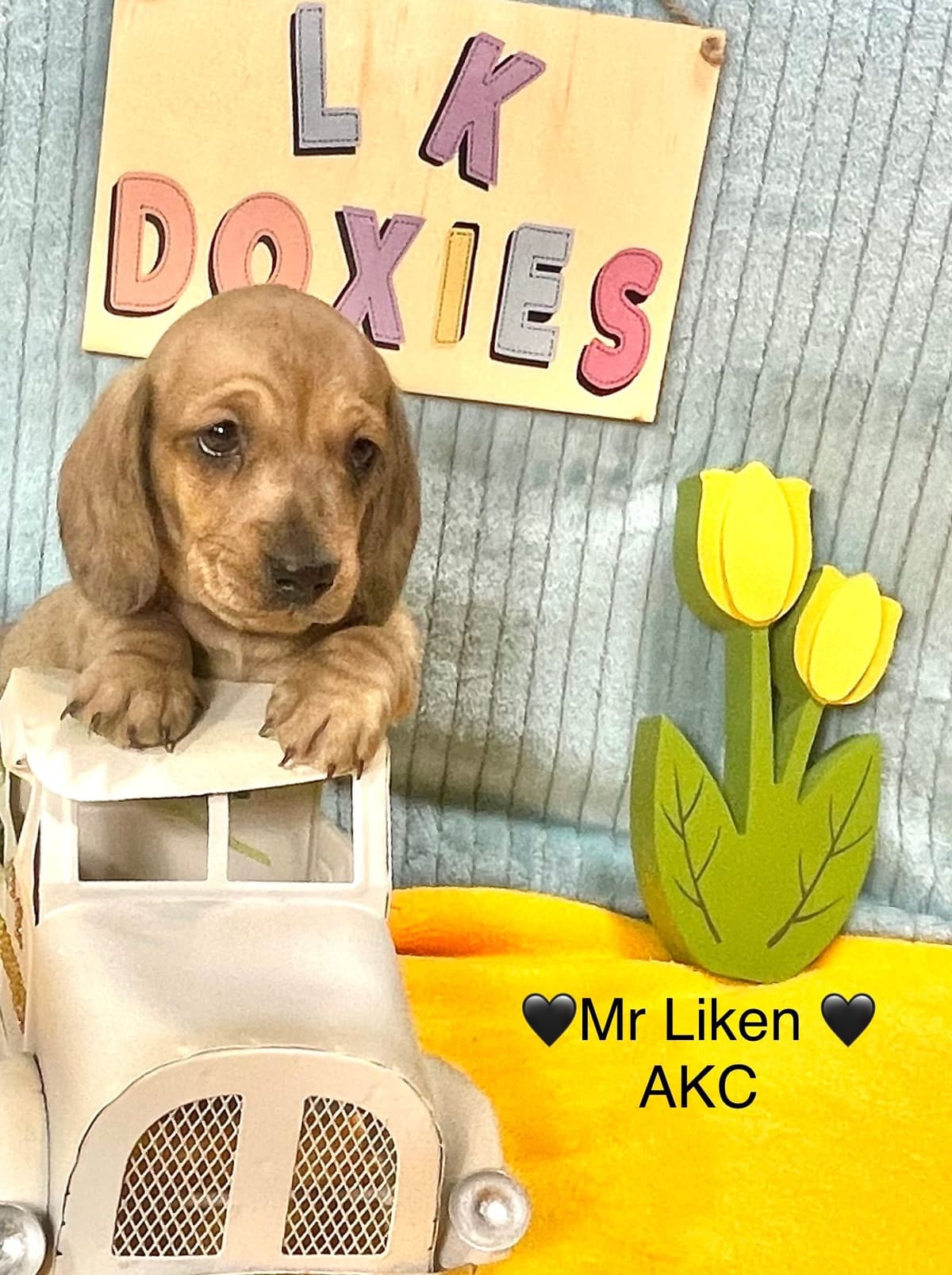 Mini Dachshund Puppies 785-821-192 breeder image 51