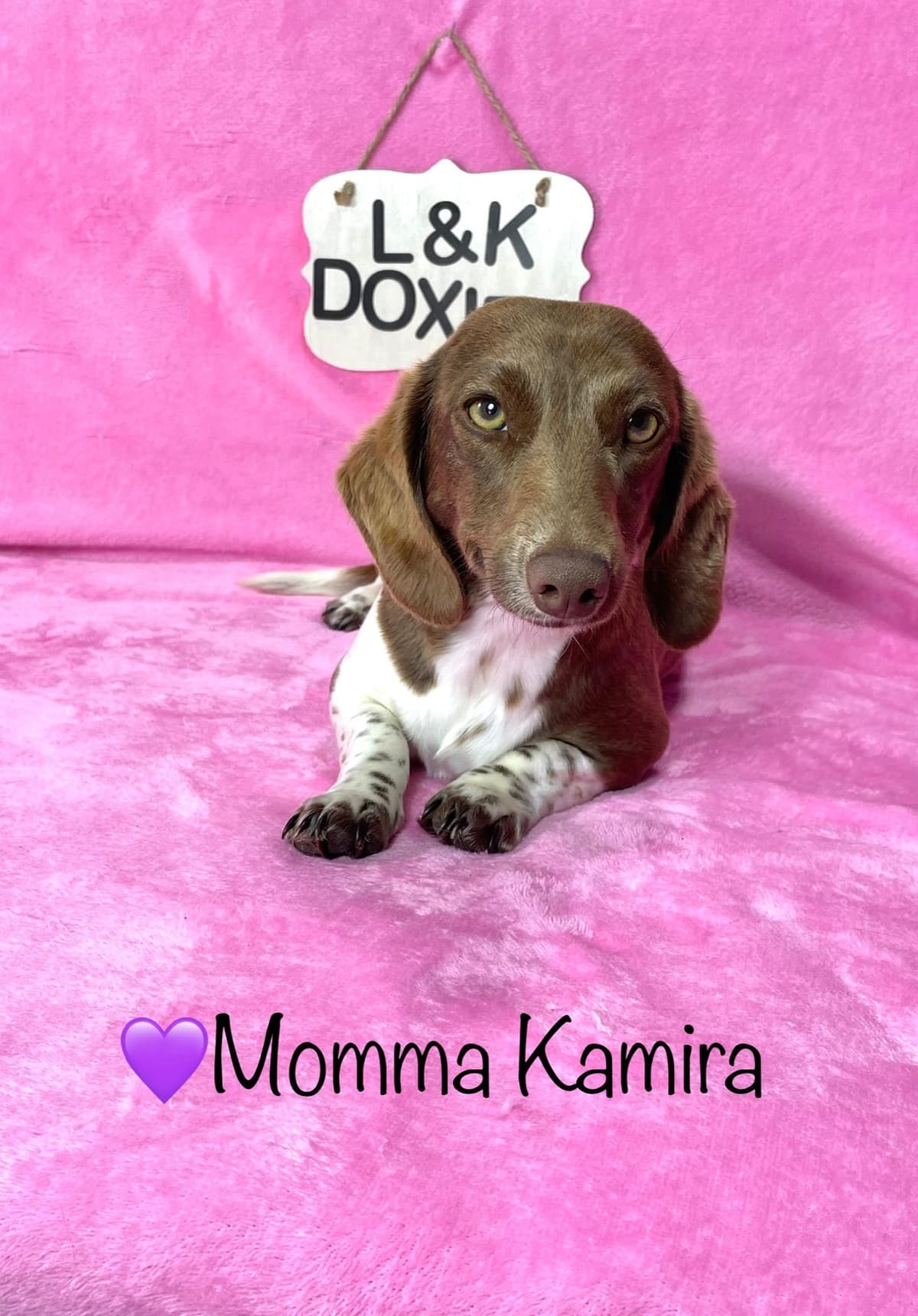Mini Dachshund Puppies 785-821-192 breeder image 52