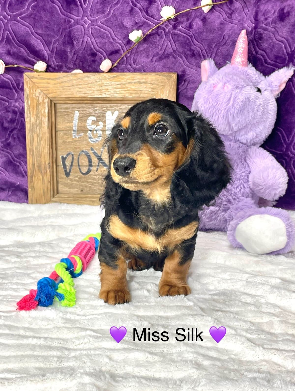 Mini Dachshund Puppies 785-821-192 breeder image 54