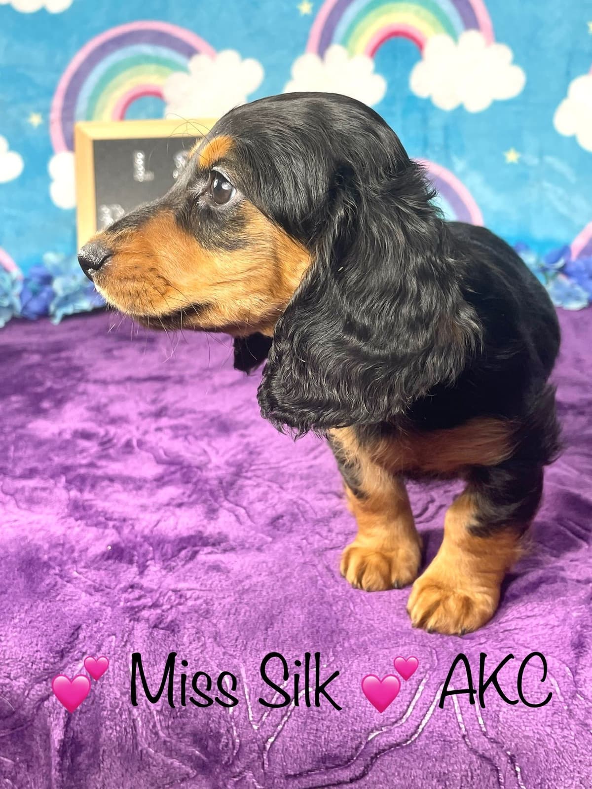 Mini Dachshund Puppies 785-821-192 breeder image 53