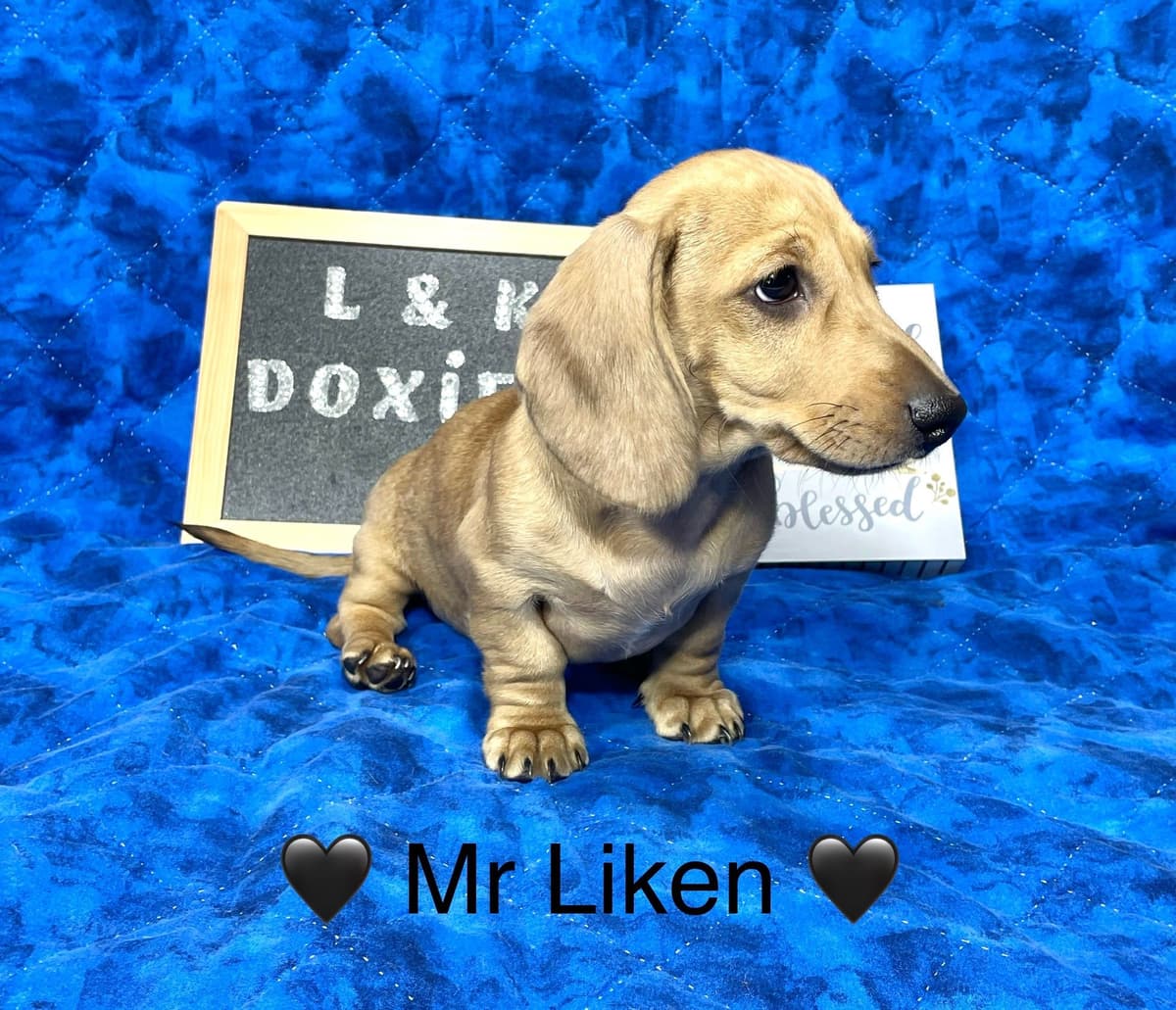 Mini Dachshund Puppies 785-821-192 breeder image 55