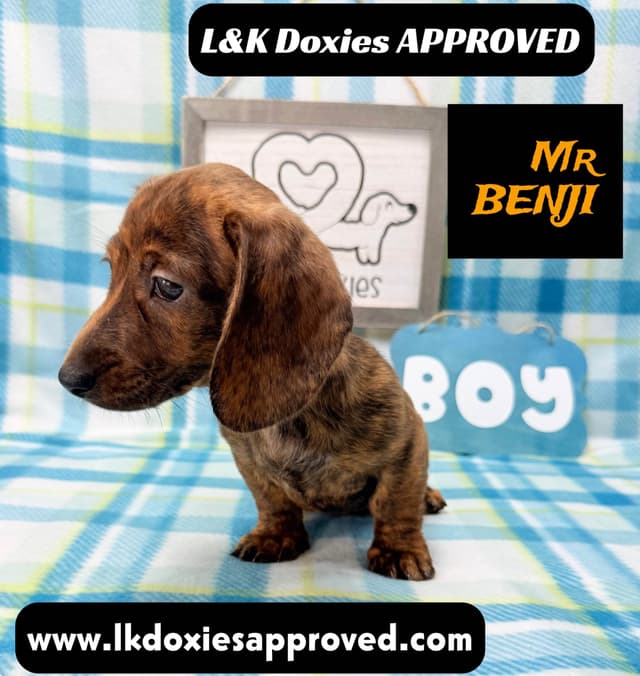 Mini Dachshund Puppies 785-821-1920 media 2