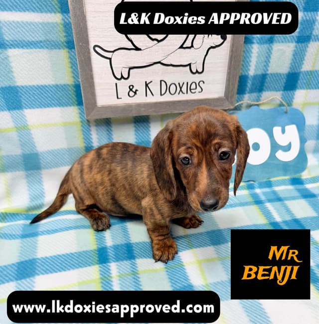 Mini Dachshund Puppies 785-821-1920 media 3