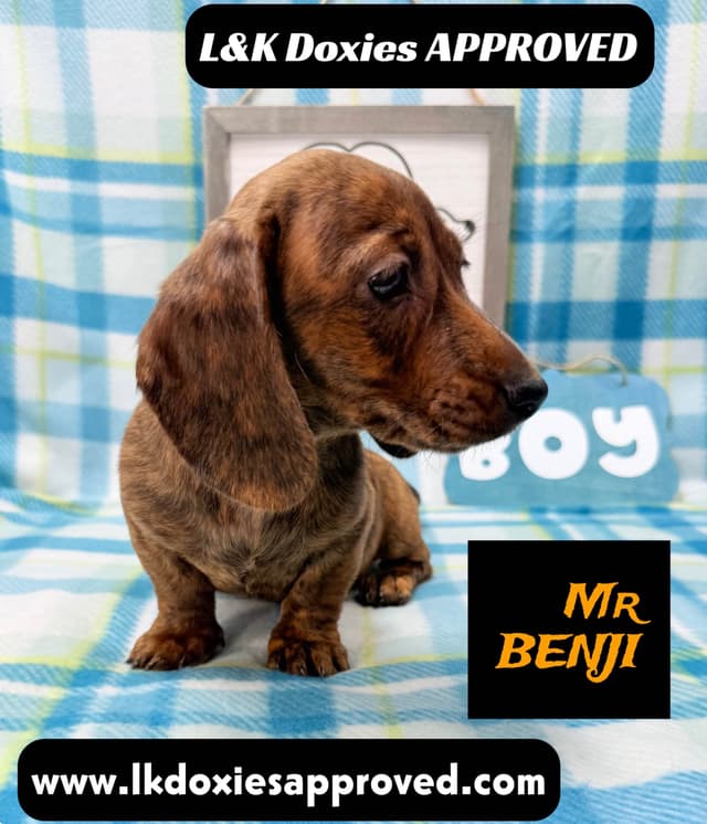 Mini Dachshund Puppies 785-821-1920 media 4