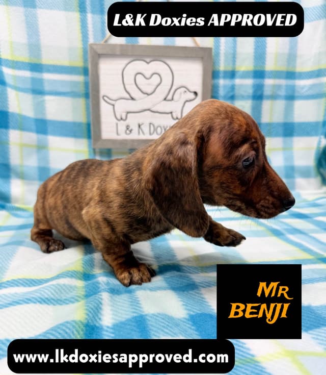 Mini Dachshund Puppies 785-821-1920 media 5