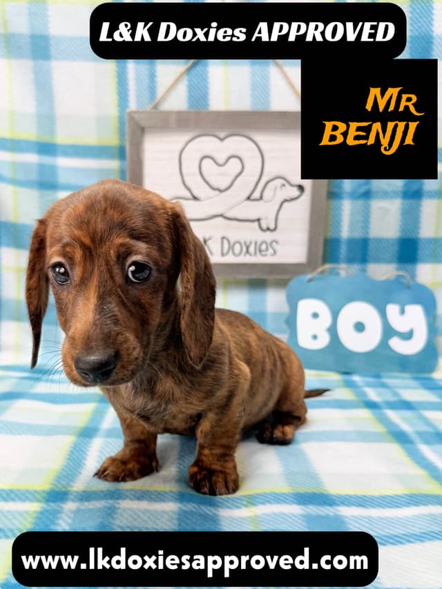 Mini Dachshund Puppies 785-821-1920 media 6