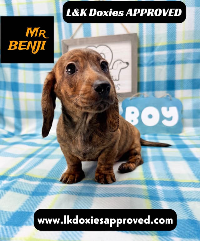 Mini Dachshund Puppies 785-821-1920 media 7
