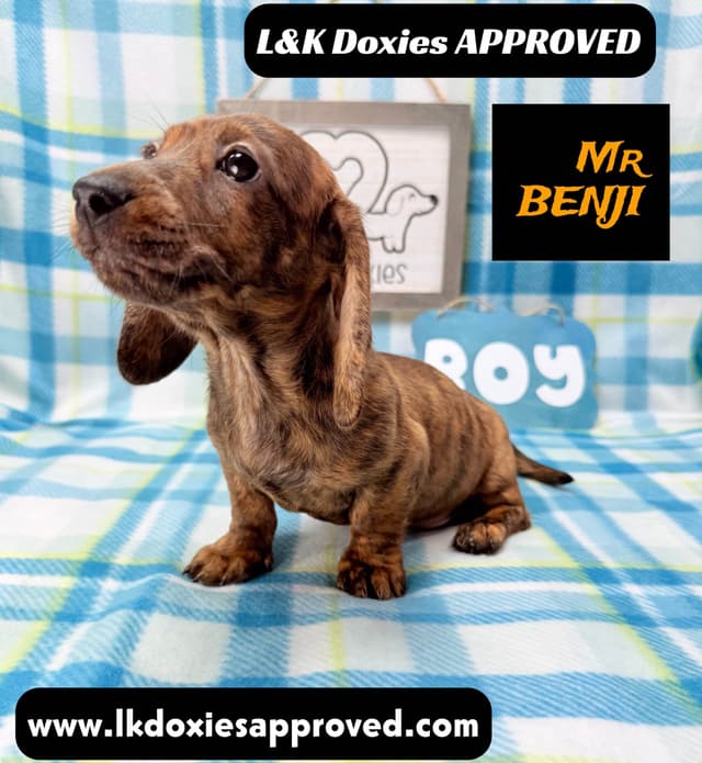 Mini Dachshund Puppies 785-821-1920 media 8