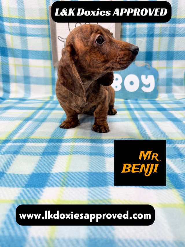 Mini Dachshund Puppies 785-821-1920 media 9