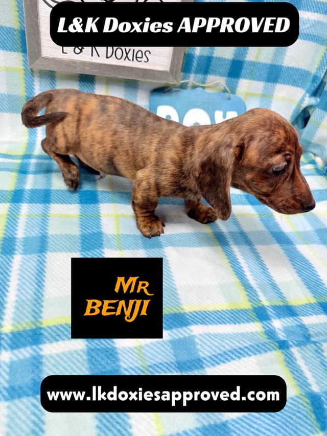 Mini Dachshund Puppies 785-821-1920 media 10