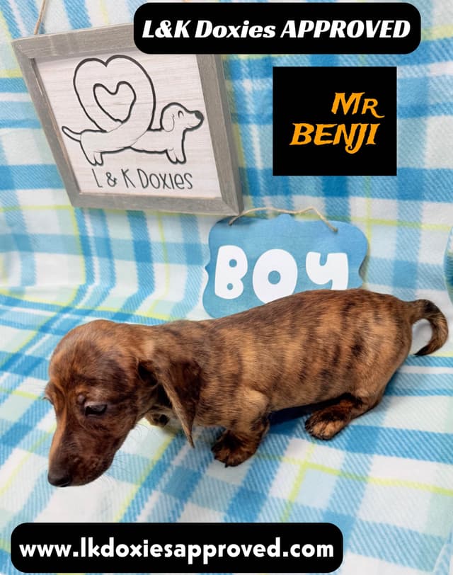 Mini Dachshund Puppies 785-821-1920 media 11