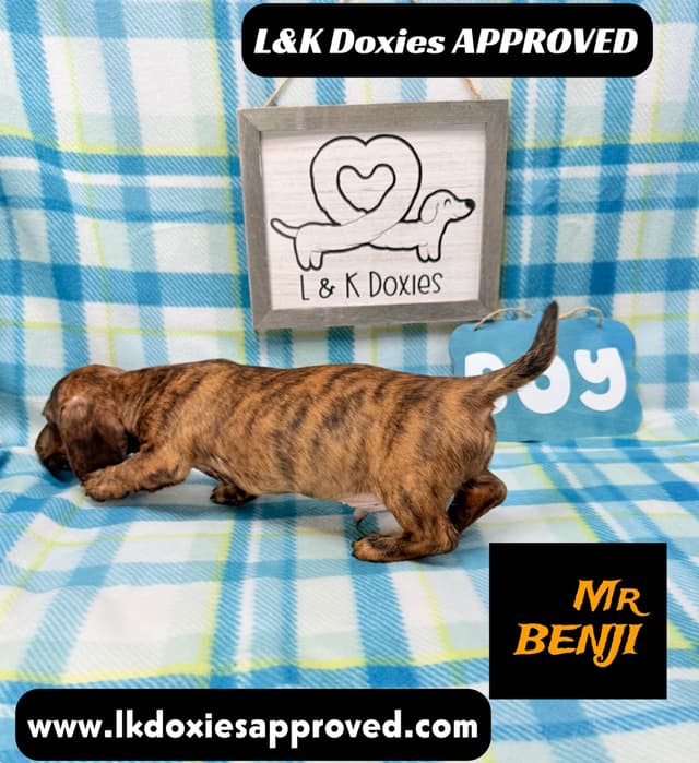 Mini Dachshund Puppies 785-821-1920 media 12