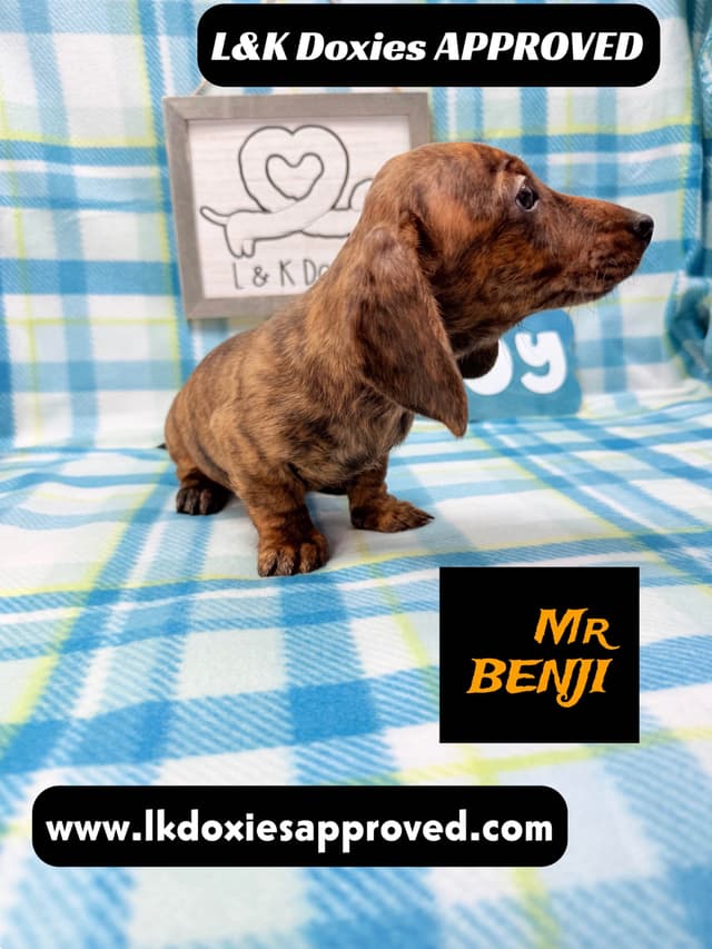 Mini Dachshund Puppies 785-821-1920 media 14