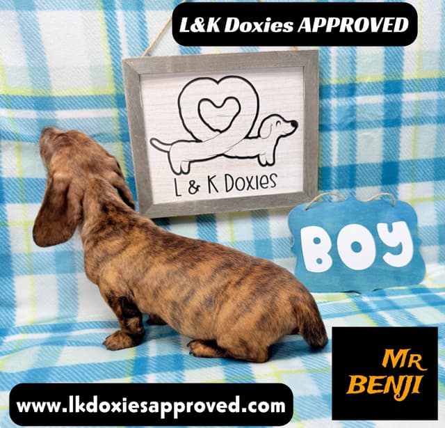 Mini Dachshund Puppies 785-821-1920 media 15