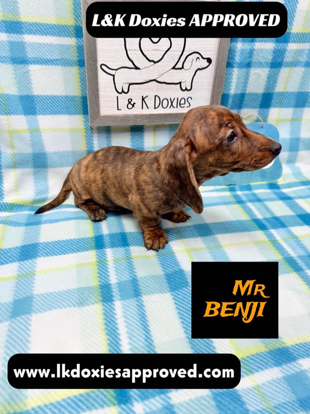 Mini Dachshund Puppies 785-821-1920 media 16