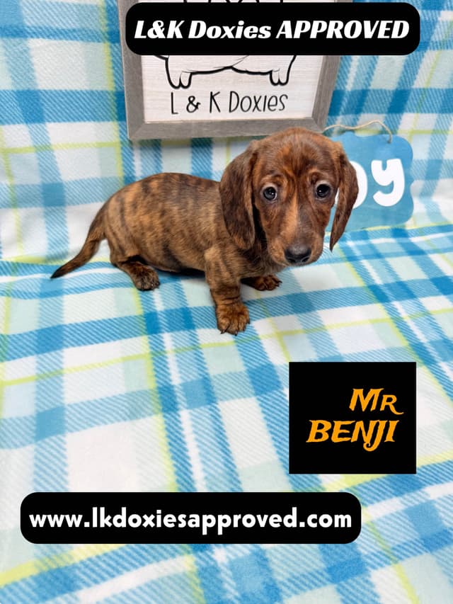 Mini Dachshund Puppies 785-821-1920 media 17