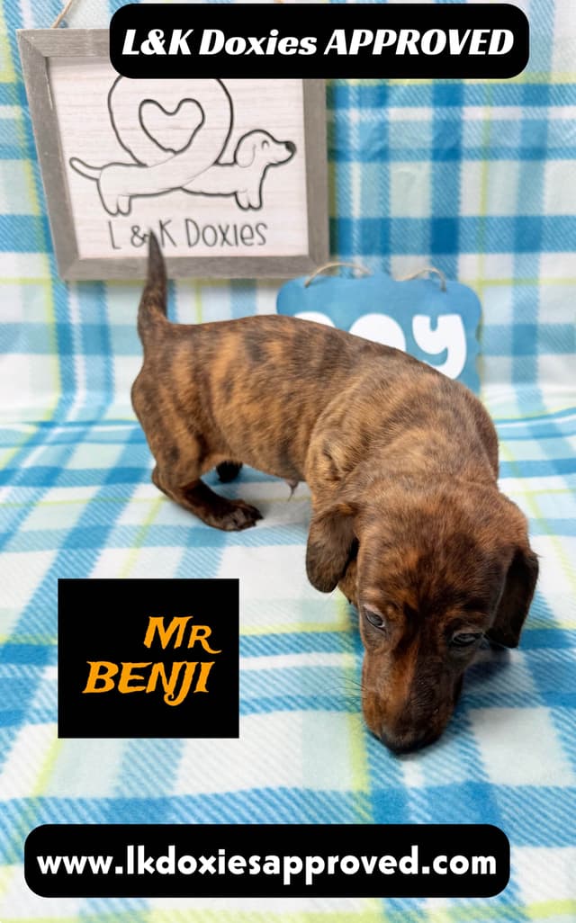 Mini Dachshund Puppies 785-821-1920 media 18