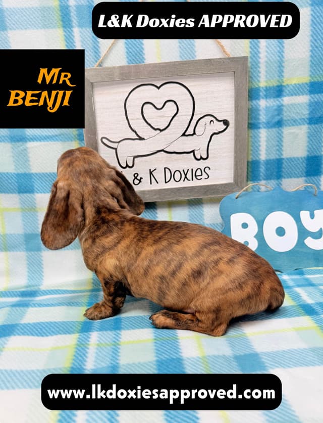 Mini Dachshund Puppies 785-821-1920 media 19