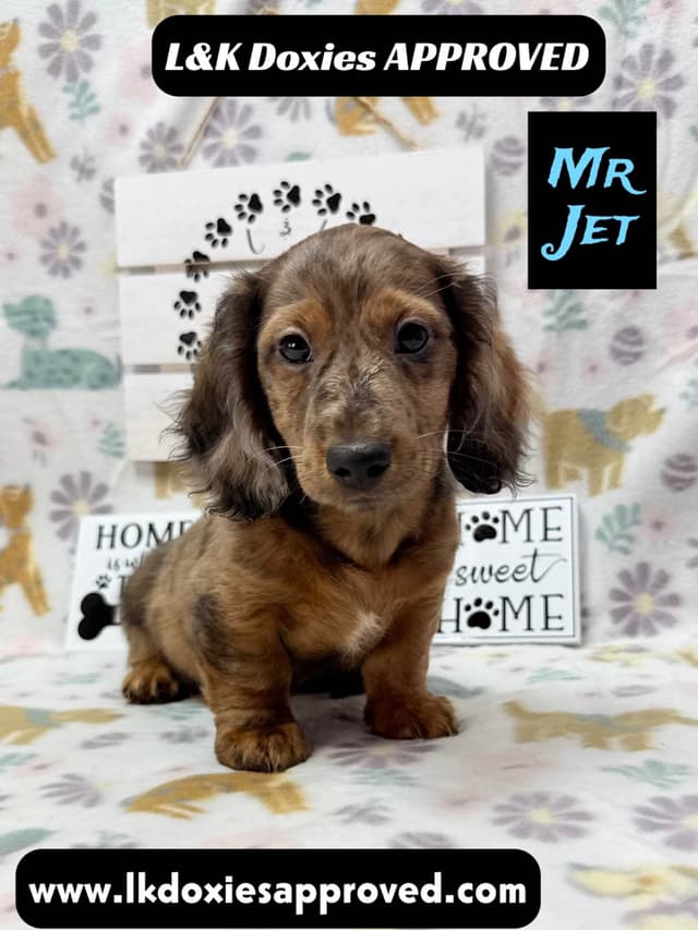 Mini Dachshund Puppies 785-821-1920 media 2