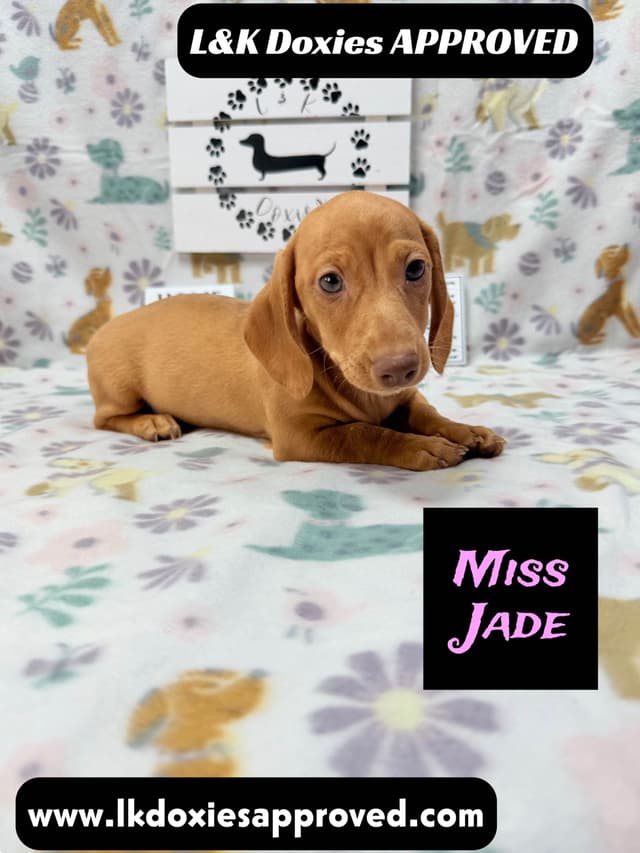 Mini Dachshund Puppies 785-821-1920 media 3