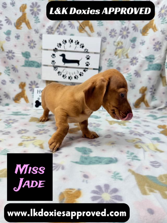 Mini Dachshund Puppies 785-821-1920 media 4
