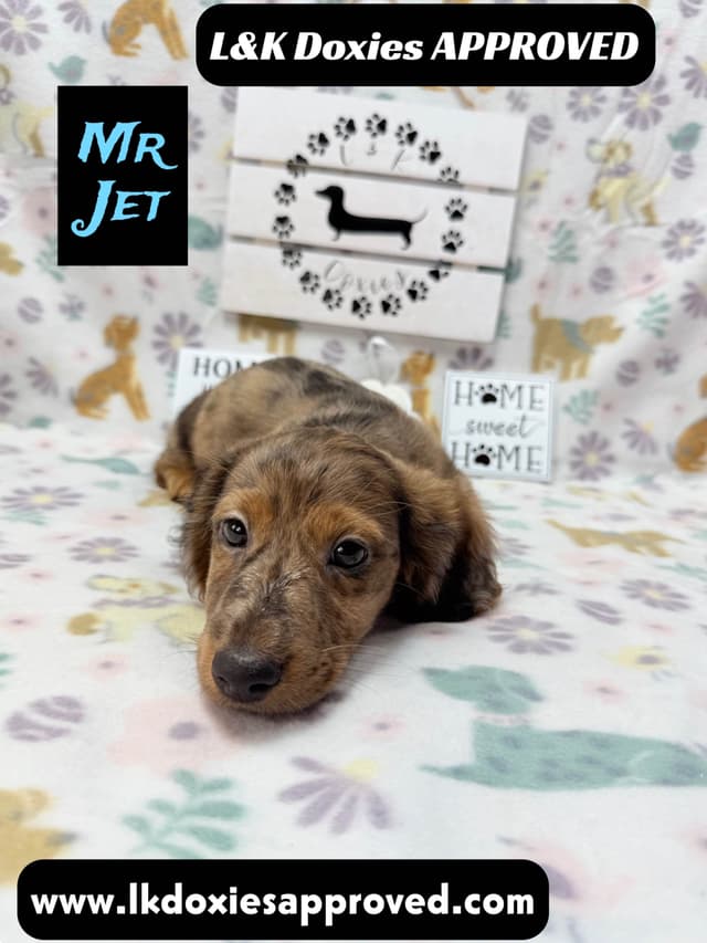 Mini Dachshund Puppies 785-821-1920 media 5