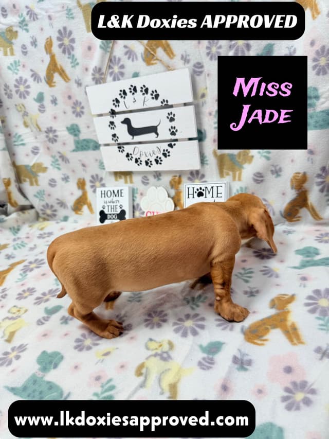 Mini Dachshund Puppies 785-821-1920 media 6