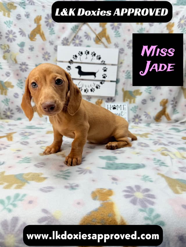 Mini Dachshund Puppies 785-821-1920 media 7