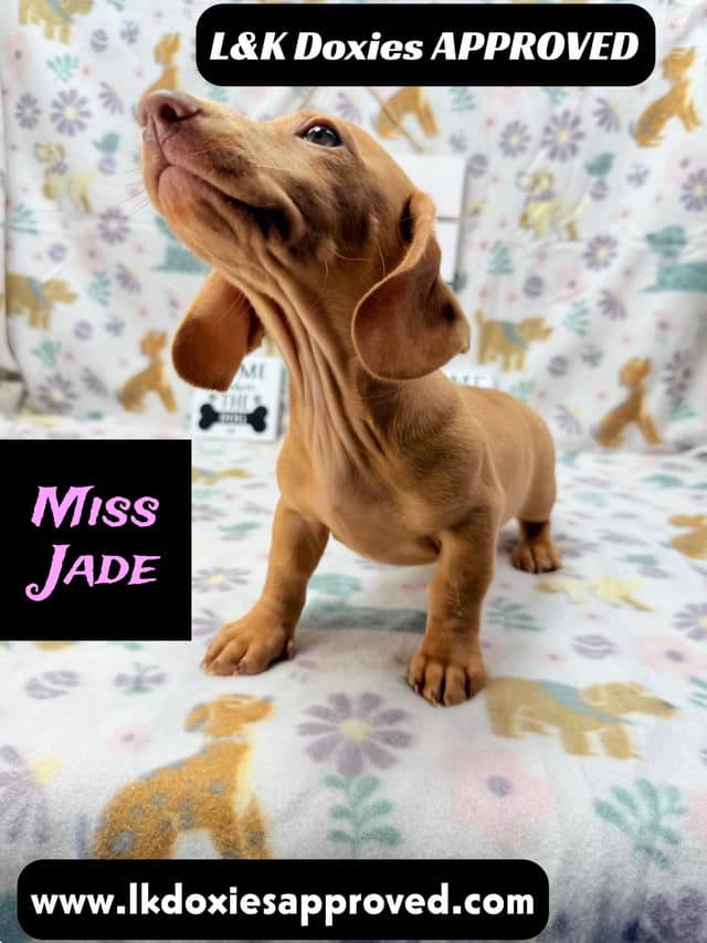 Mini Dachshund Puppies 785-821-1920 media 8