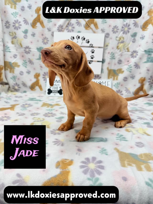 Mini Dachshund Puppies 785-821-1920 media 9
