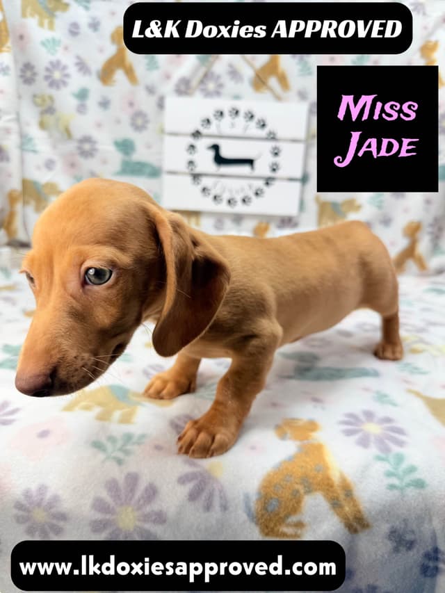 Mini Dachshund Puppies 785-821-1920 media 10