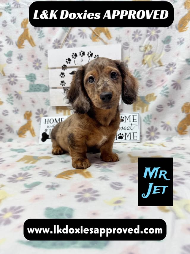 Mini Dachshund Puppies 785-821-1920 media 11