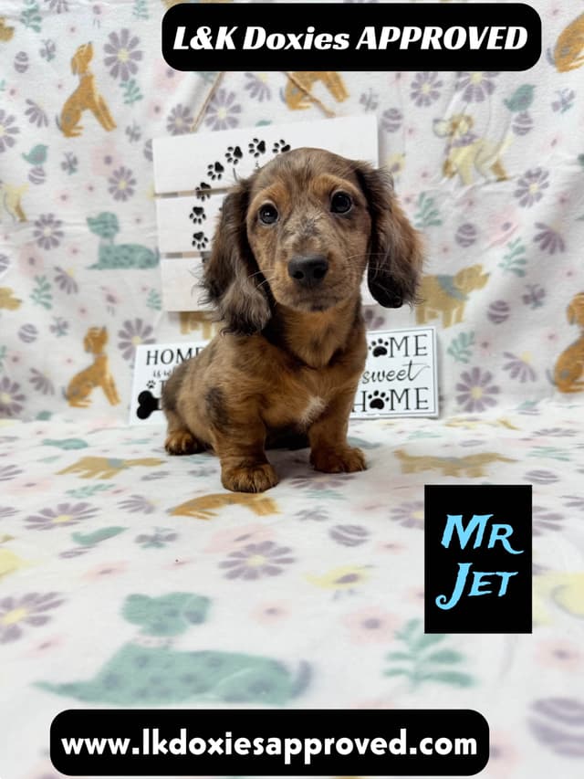 Mini Dachshund Puppies 785-821-1920 media 12