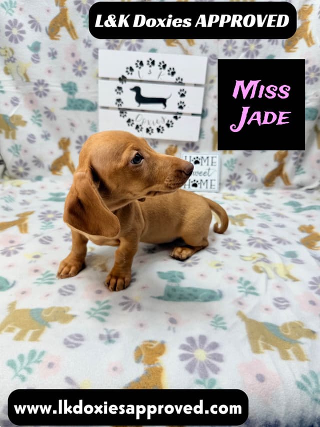 Mini Dachshund Puppies 785-821-1920 media 13