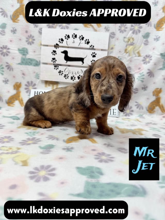 Mini Dachshund Puppies 785-821-1920 media 14