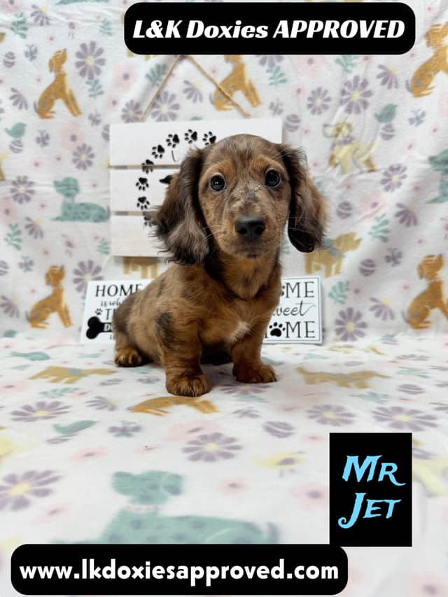 Mini Dachshund Puppies 785-821-1920 media 15