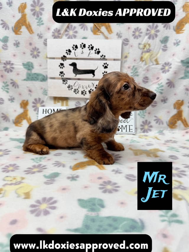 Mini Dachshund Puppies 785-821-1920 media 16