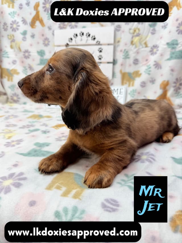 Mini Dachshund Puppies 785-821-1920 media 17